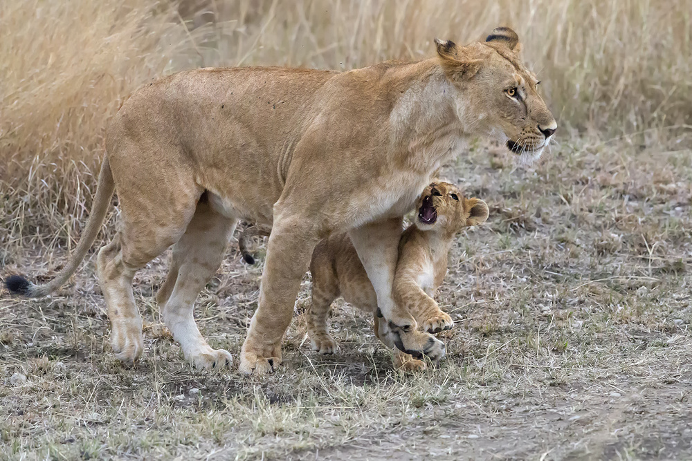 Listen to me... Mom! von Young Feng