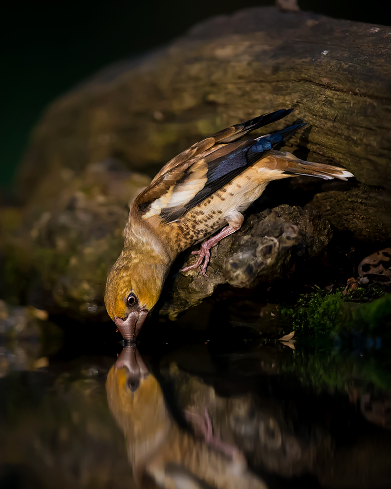 Hawfinch Drinking von Young Feng