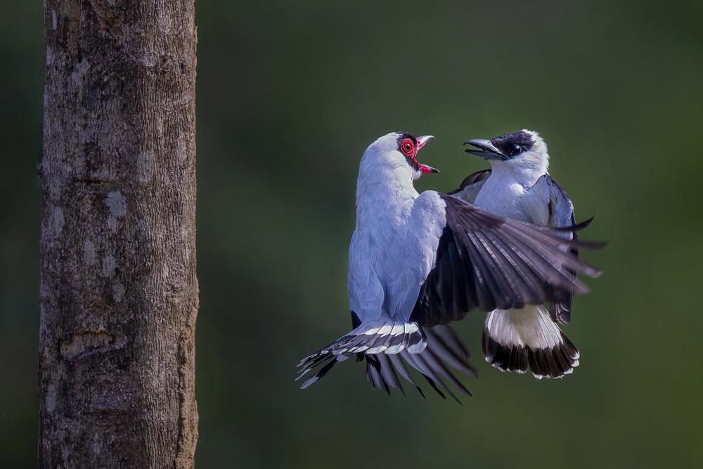 Lets dance von Young Feng