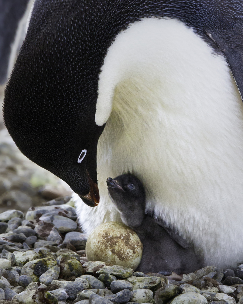 Mom, I cannot wait! von Young Feng