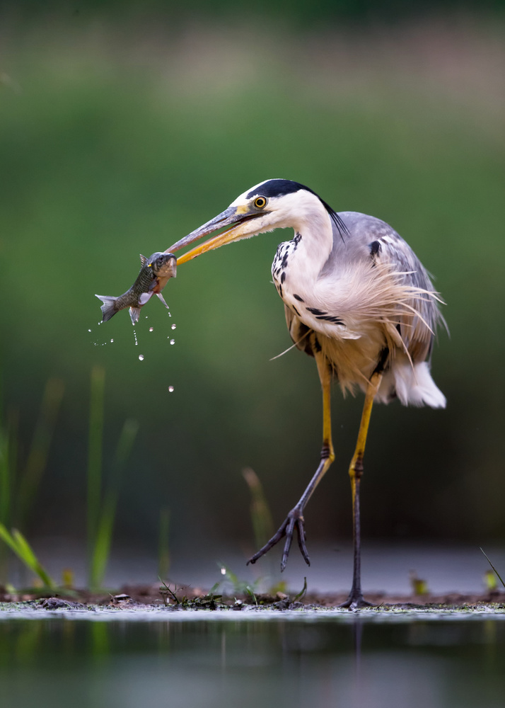 Morning catch von Young Feng