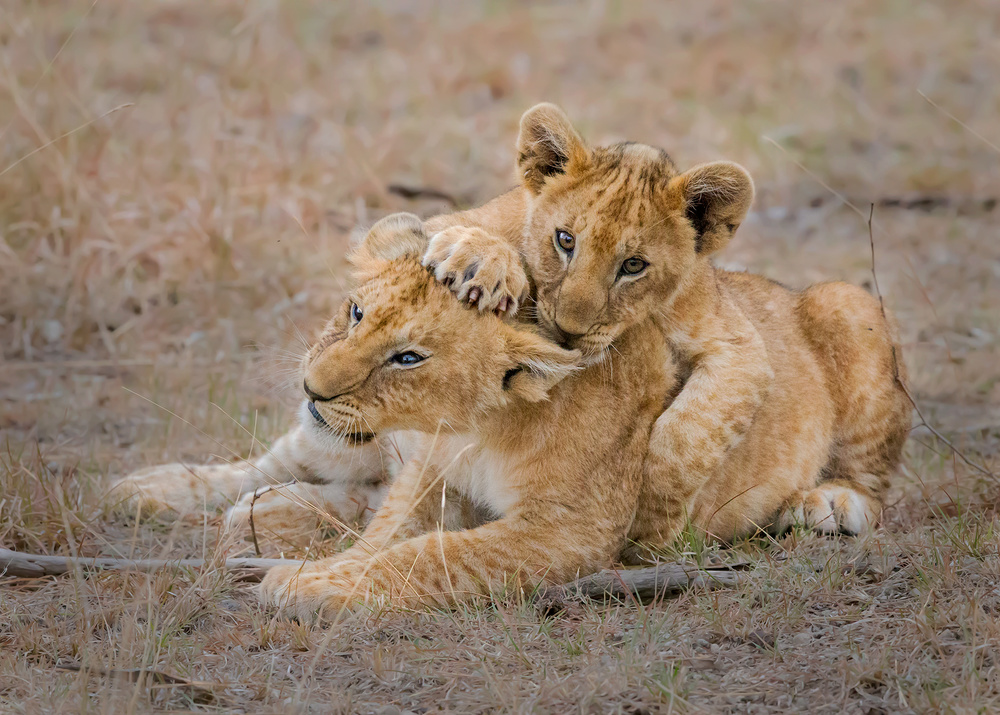 Lovely Cubs von Young Feng