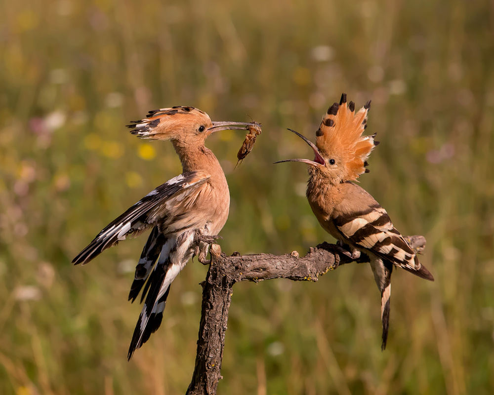 Lovely Couple von Young Feng