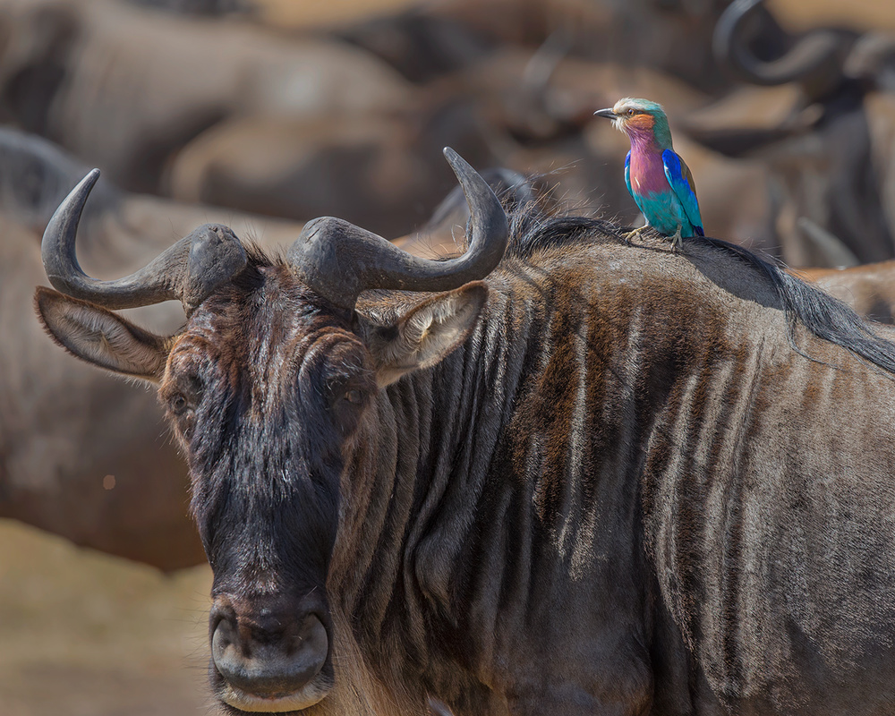 Beauty and Beest von Young Feng