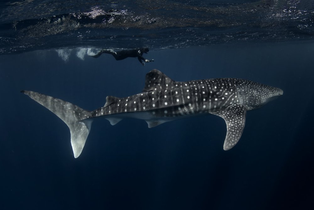 Whale Shark and Chaser von Young Feng