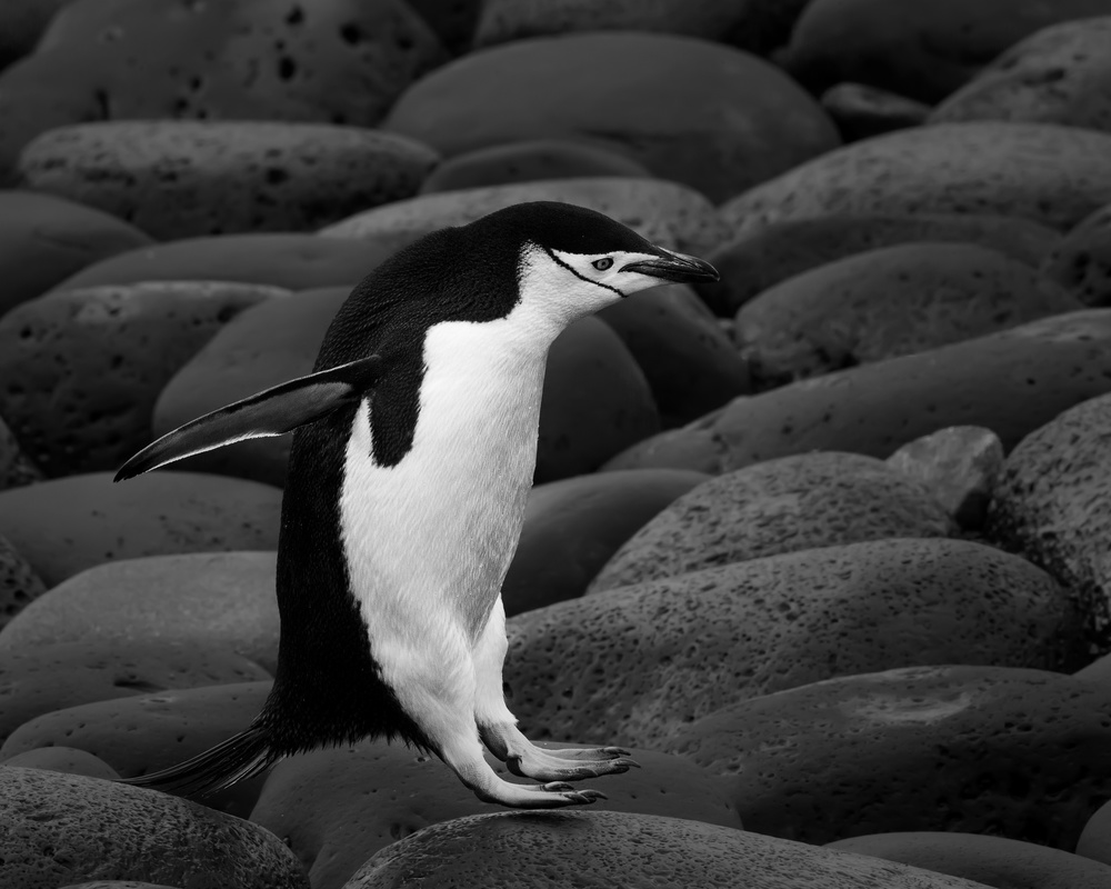 Chinstrap penguin von Young Feng