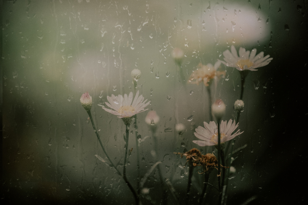 daisy in rain von YoungIl Kim