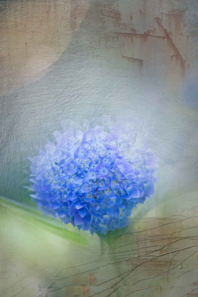 hydrangea von YoungIl Kim