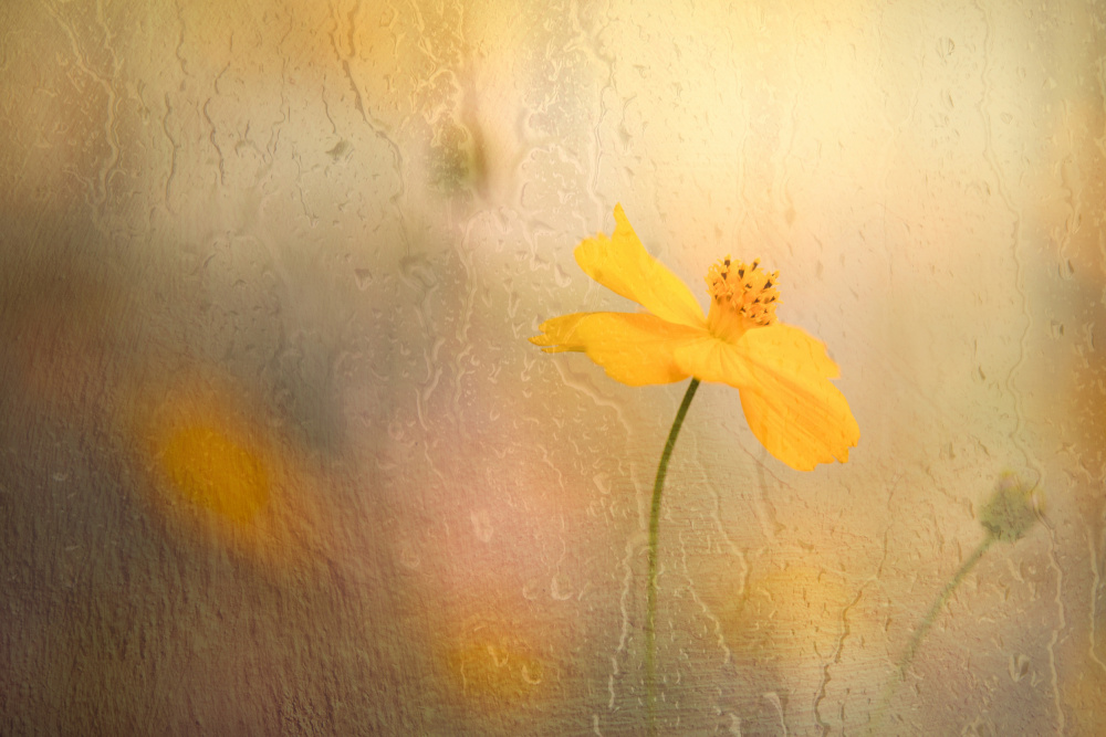 cosmos in rain von YoungIl Kim