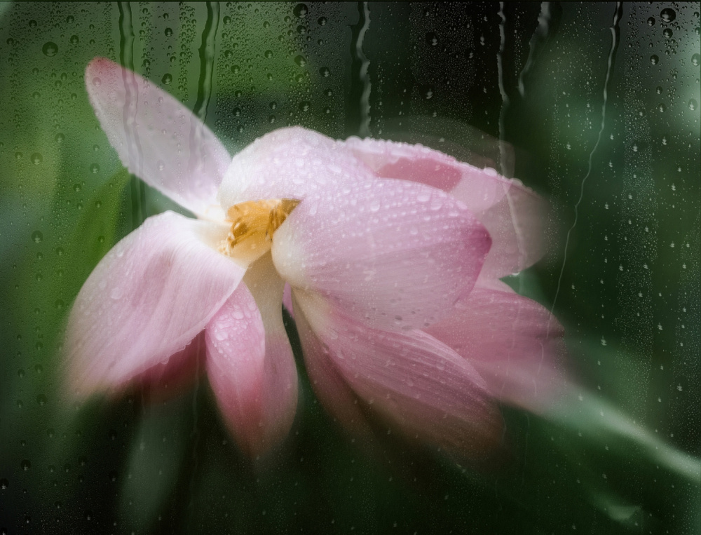 lotus in rain von YoungIl Kim