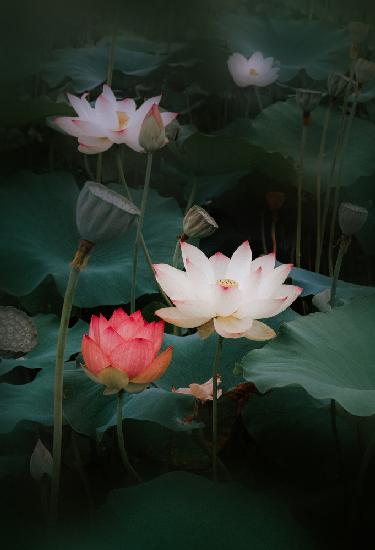 lotus