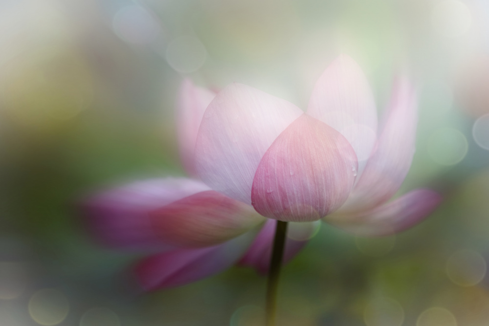 lotus dreamy von YoungIl Kim