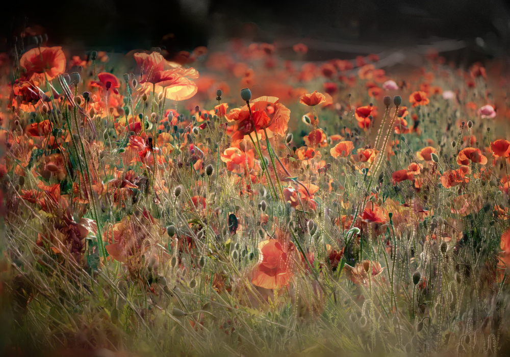 poppies in daylight von YoungIl Kim