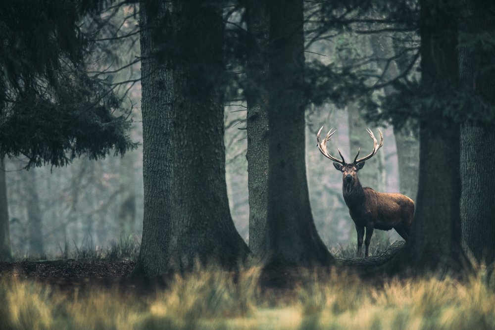 King of the forest von Ysbrand Cosijn