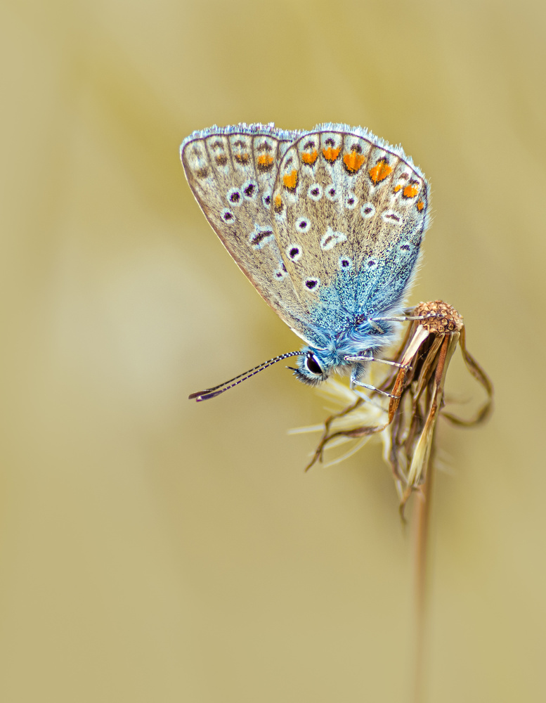 Common Blue von Ytje Veenstra