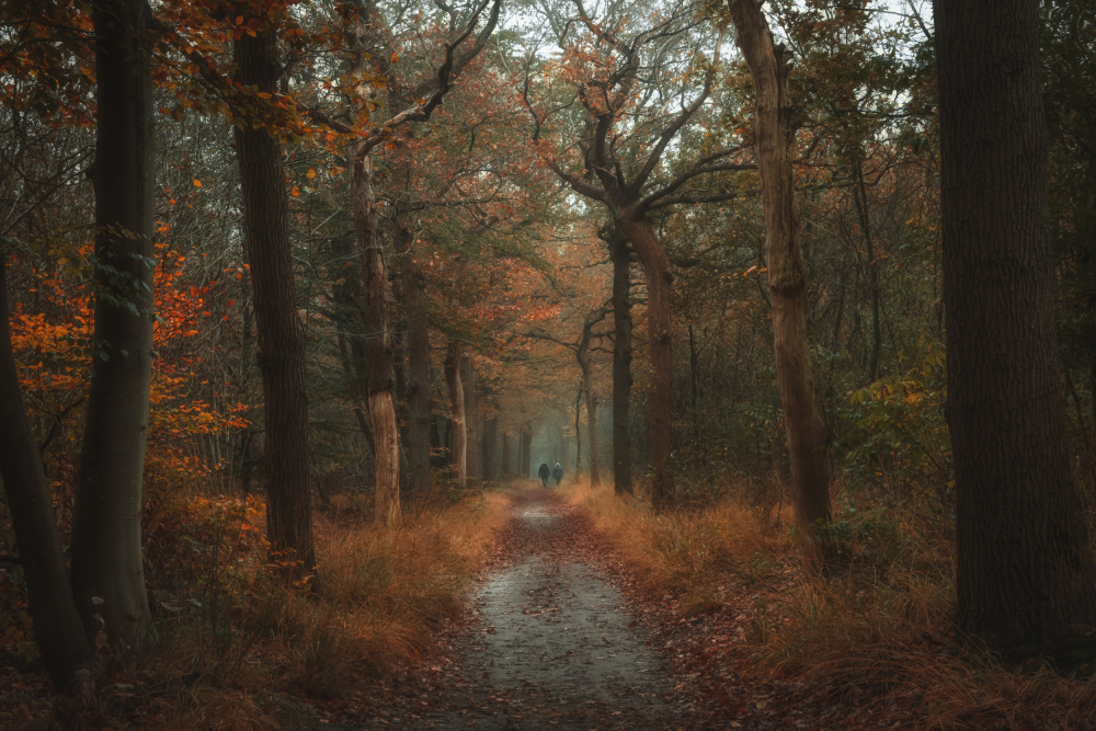 Autumn walk von Ytje Veenstra