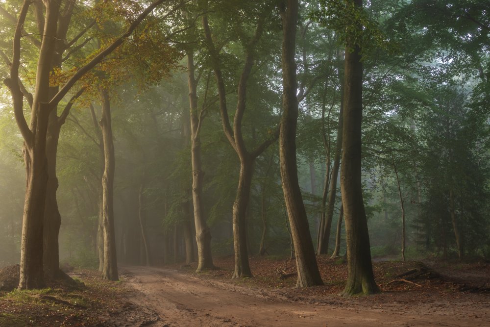 Foggy forrest von Ytje Veenstra