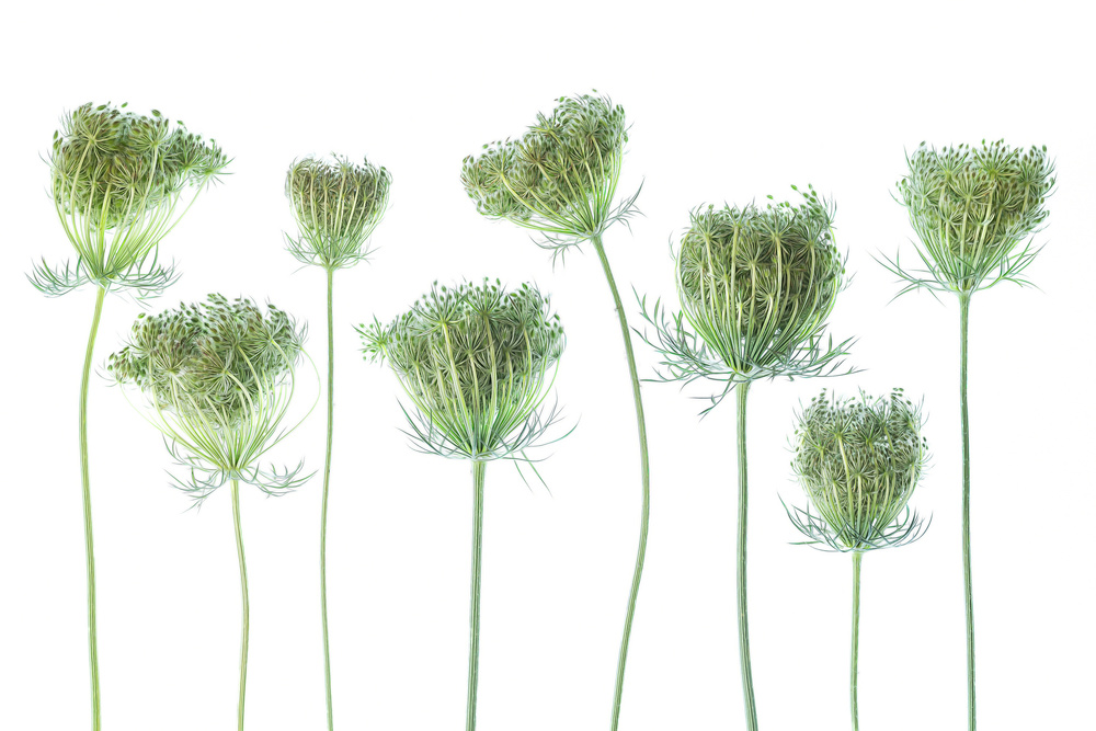 Wild Carrot von Ytje Veenstra