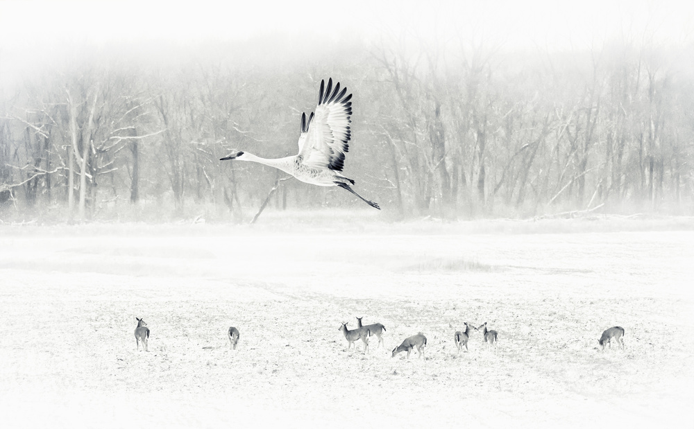 The snow world von Yu Cheng