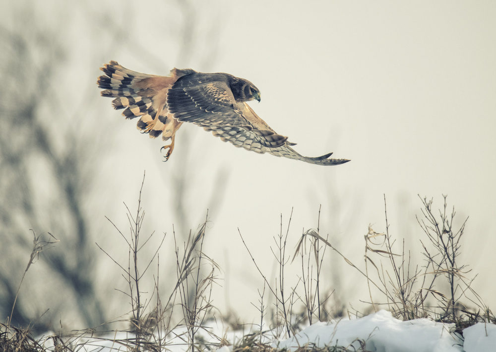 Hen harrier hunting in winter von Yu Cheng