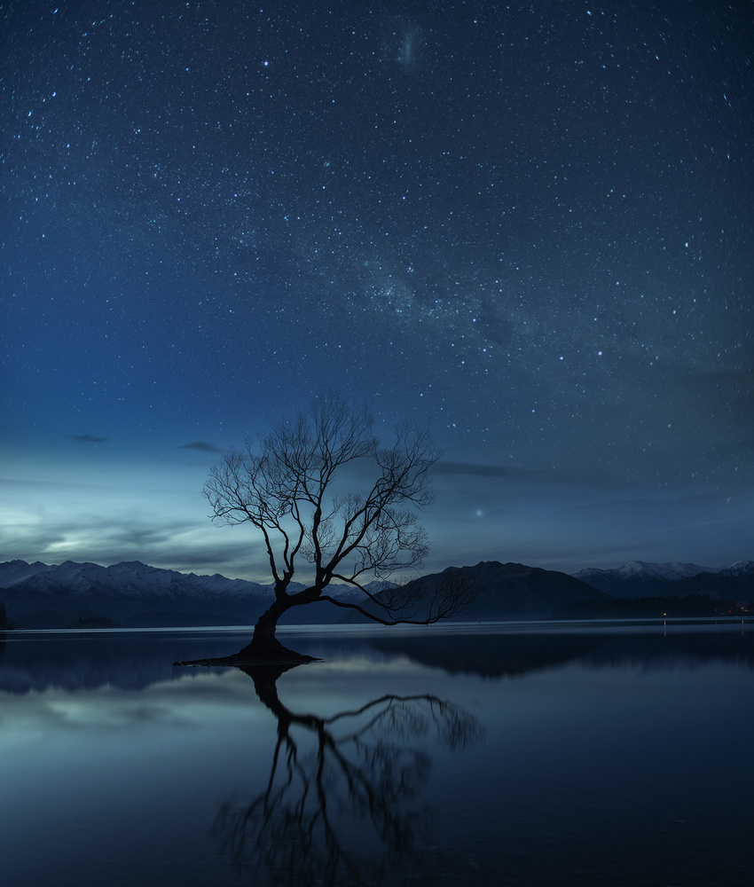 Wanaka tree von Yu Cheng