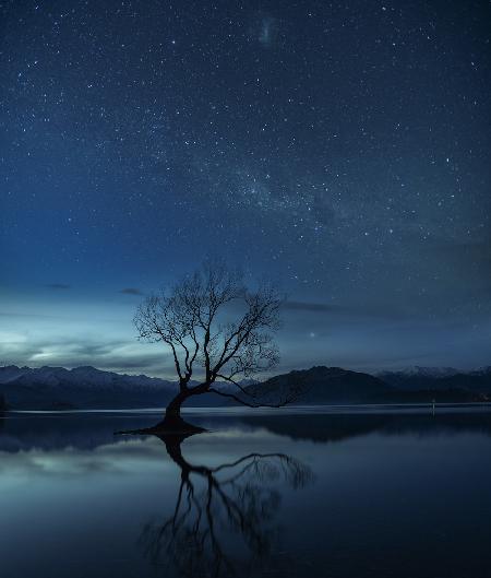 Wanaka tree