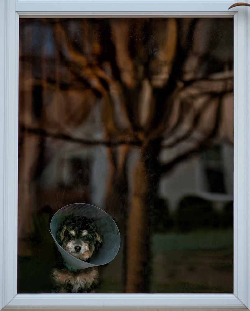 When is mommy coming home? von Yu Cheng