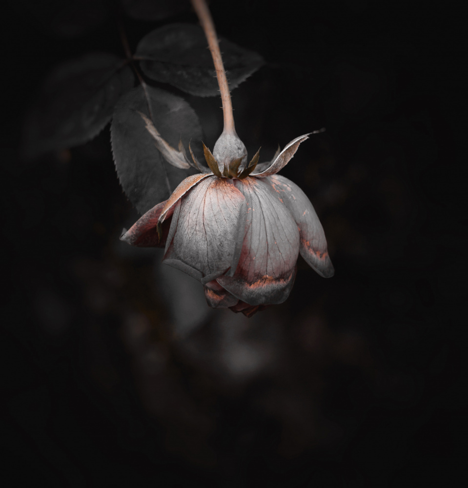 Zombie flower von Yu Wei