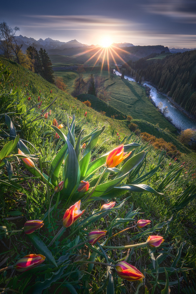 Blooming Wild Tulip von Yuan Cui