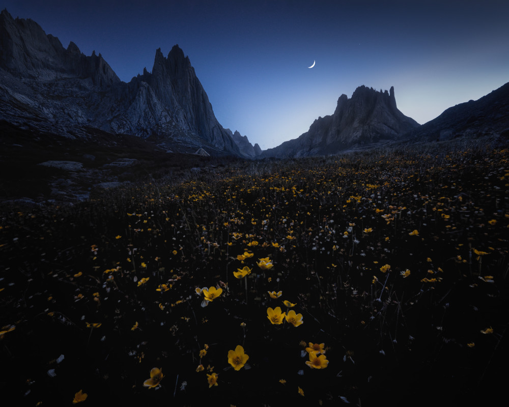 Flower sea and empty valley von Yuan Cui