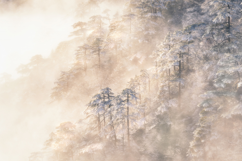 Pinus taiwanensis in the clouds. von Yuan Cui