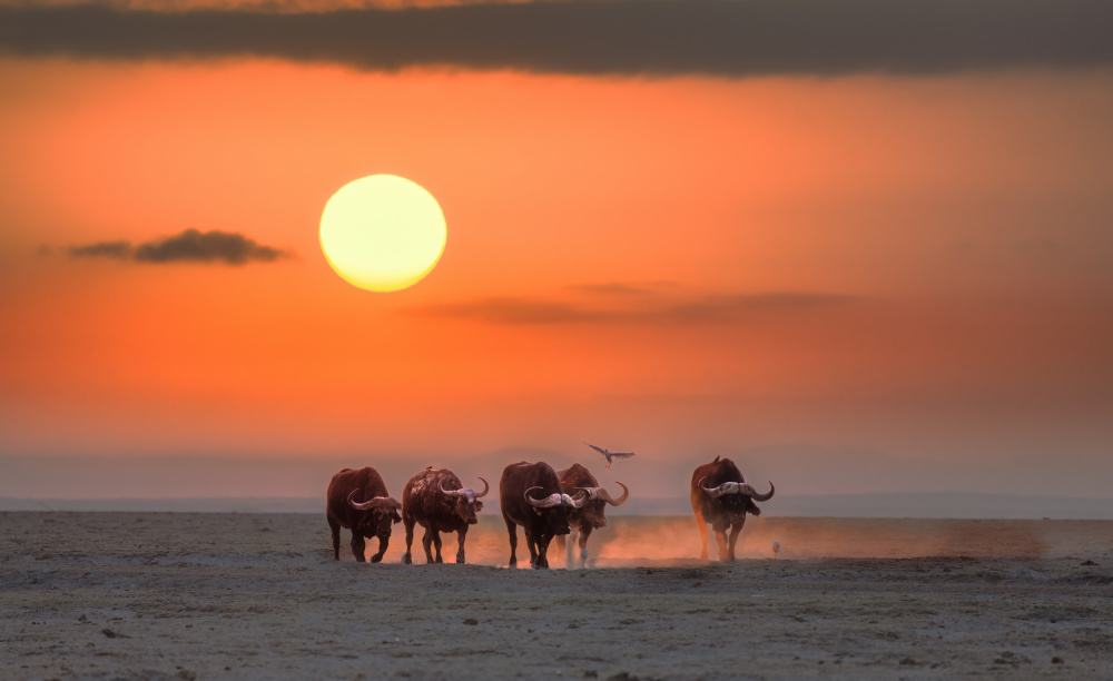 Buffalos morning von Yuan Su