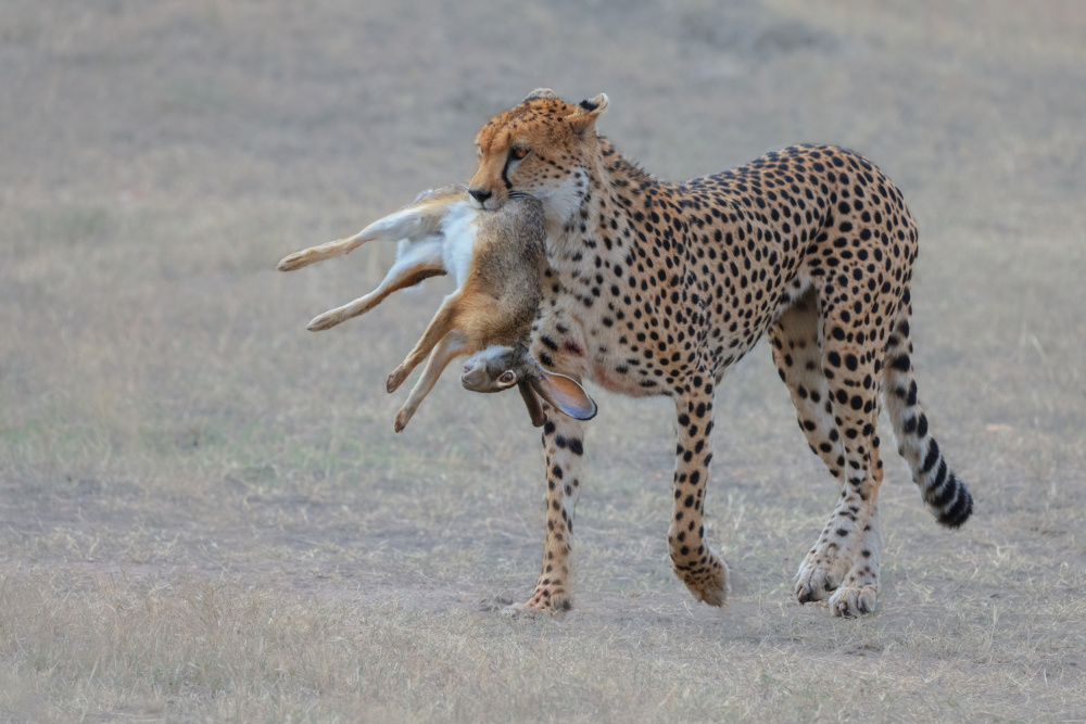 The animal world von Yuan Su