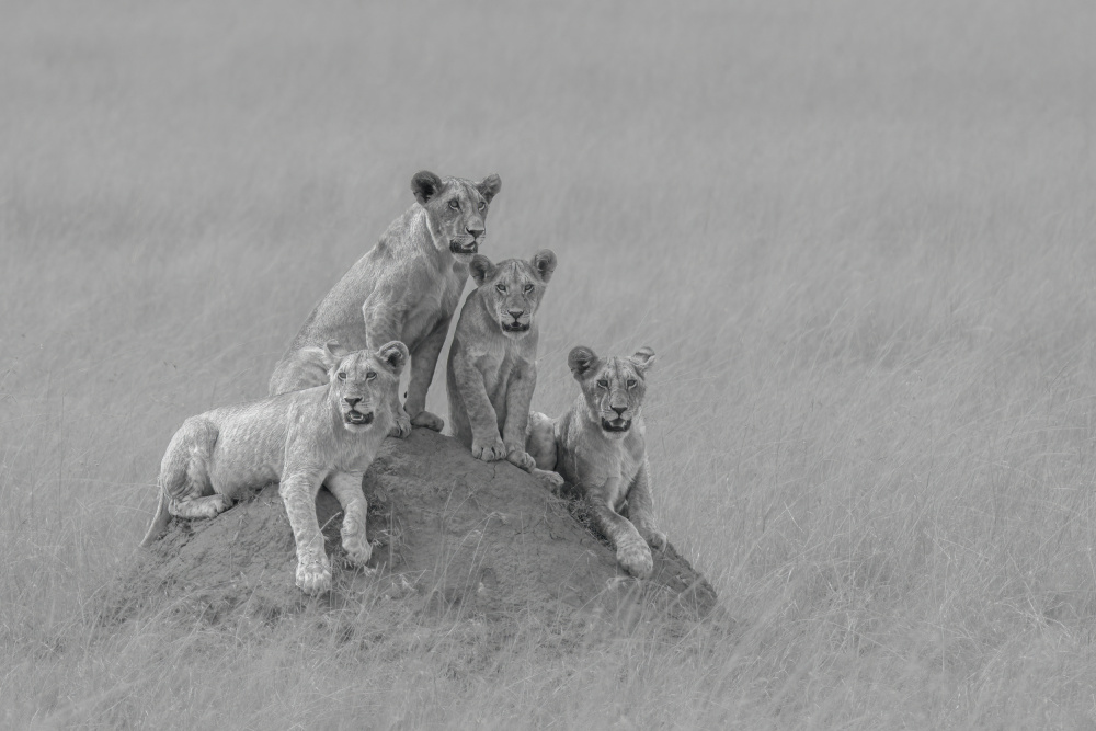 A family von Yuan Su