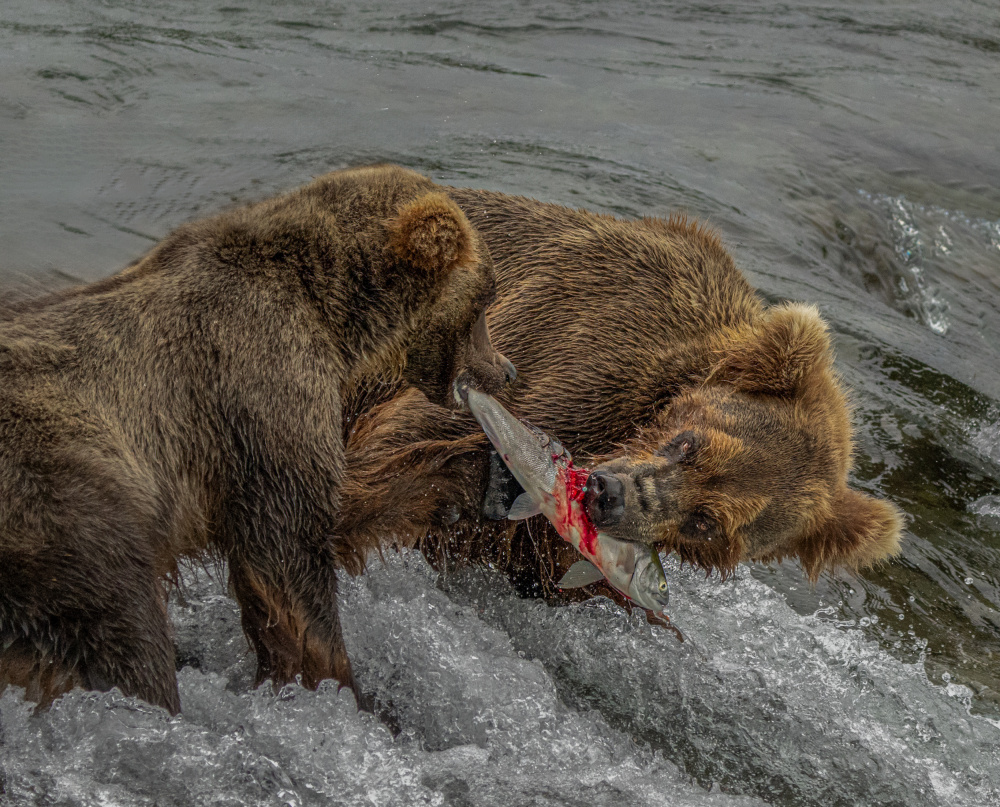 Snatch fish von Yuan Su