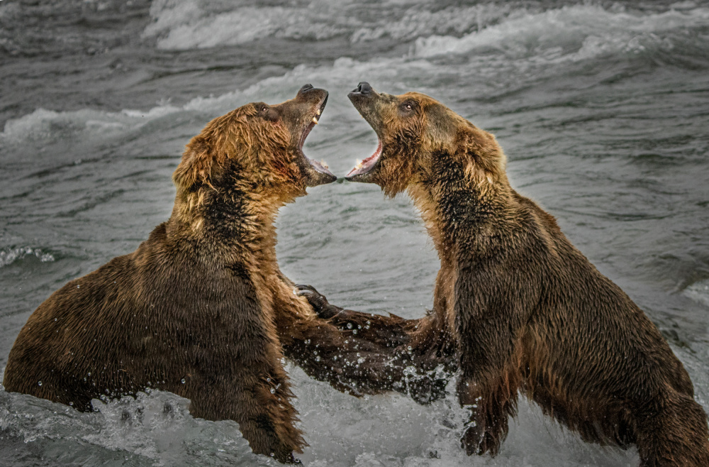 Fight for the fish von Yuan Su