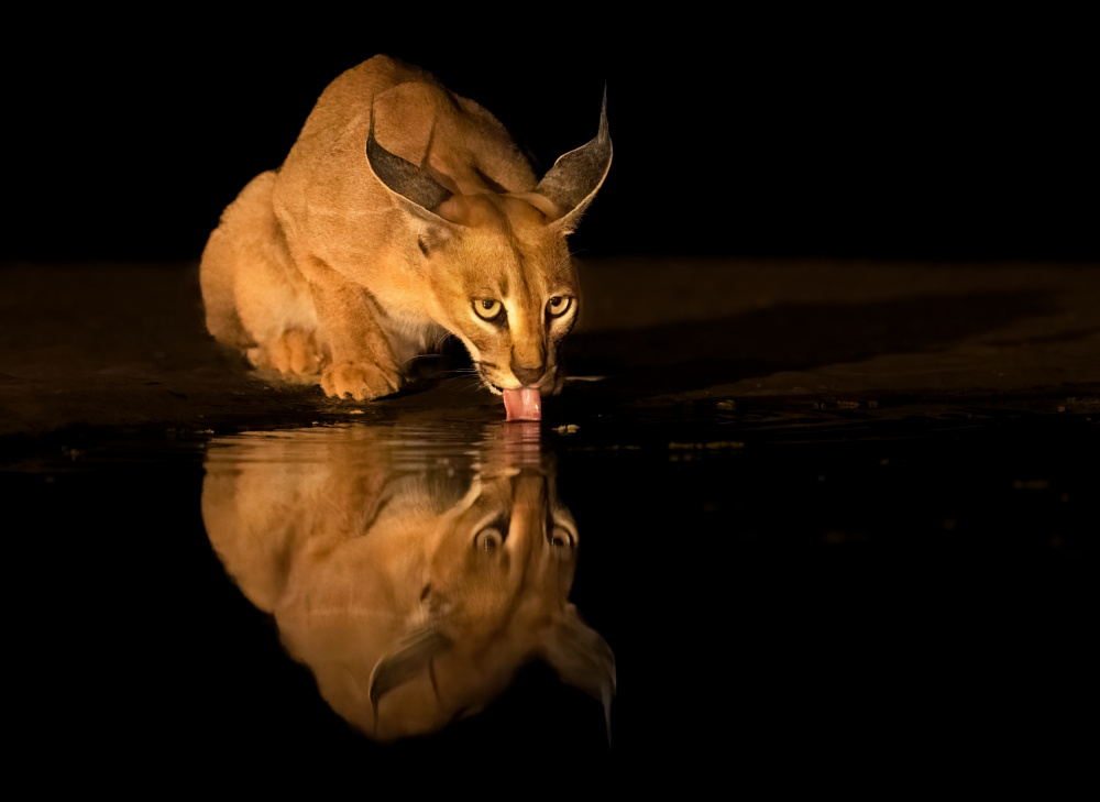 Caracal cat von Yuan Su