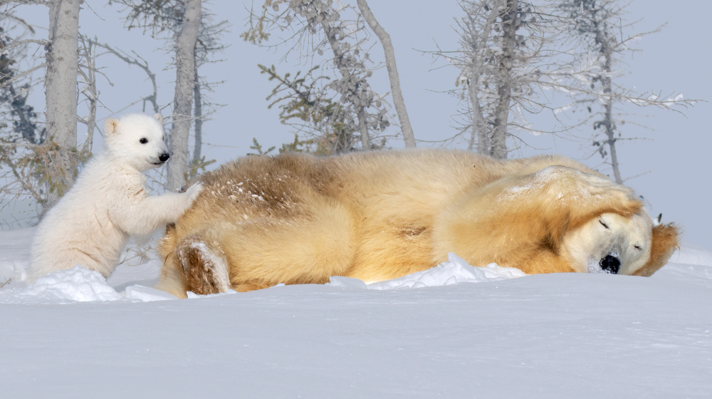 Mom, wake up von Yuan Su