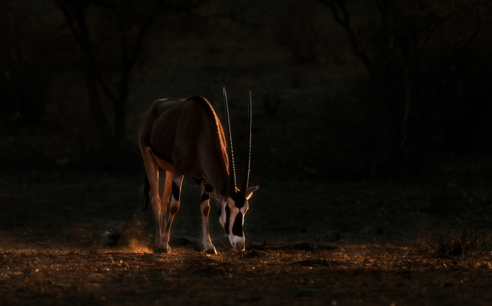 Roan antelope von Yuan Su