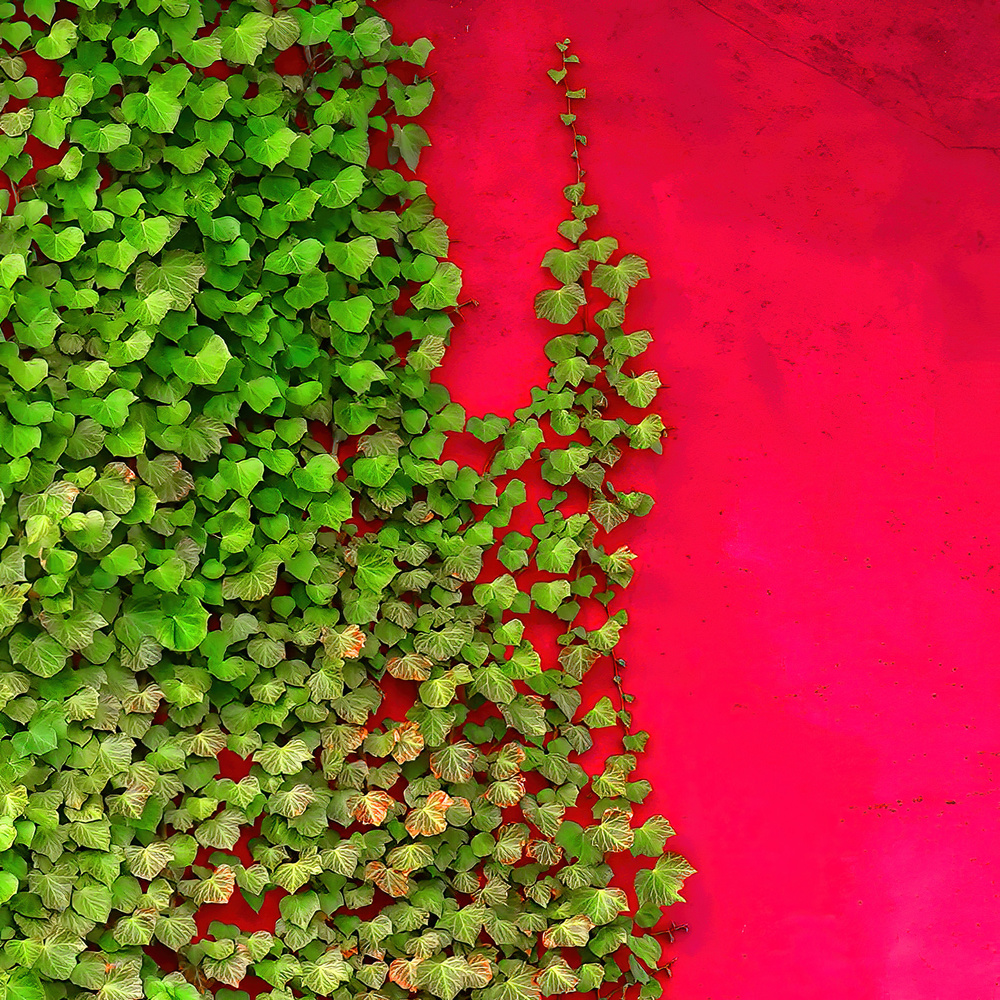 Red with green von Yuan Su