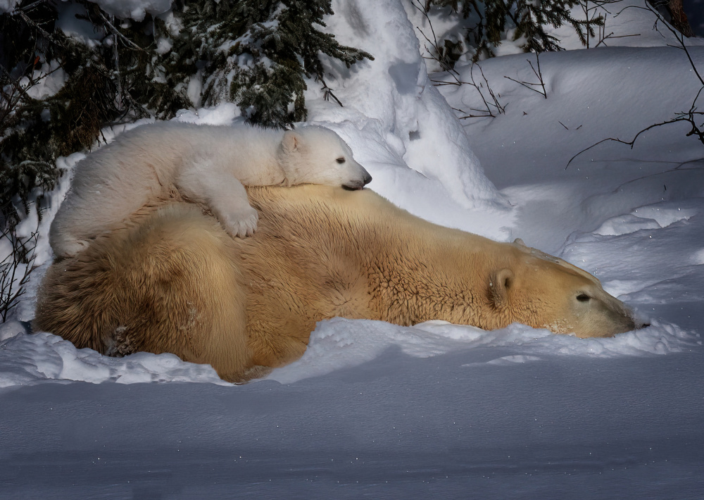 Rest with Mom von Yuan Su