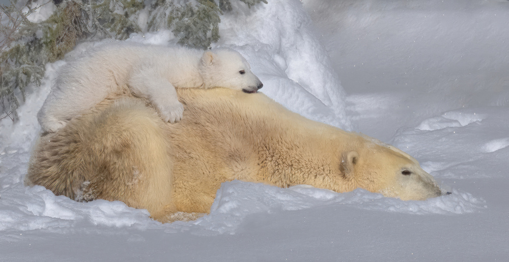 Sleep von Yuan Su