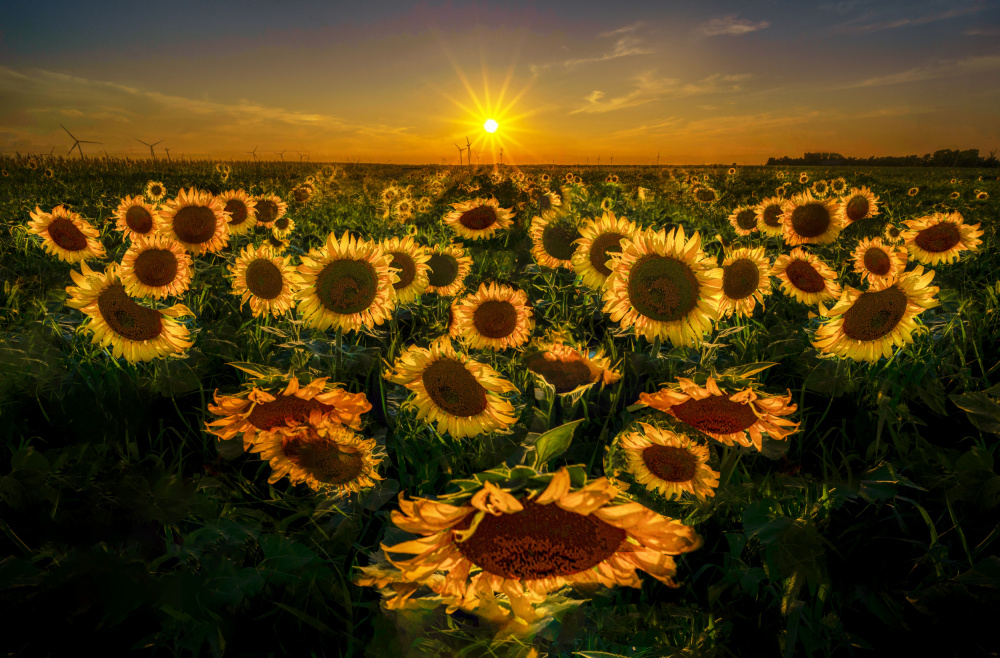 Sunflowers in the afterglow von Yuan Su