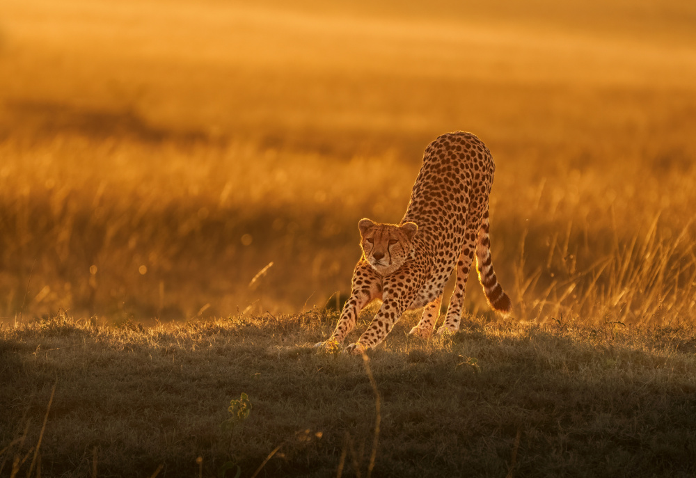 Wow, a new day von Yuan Su