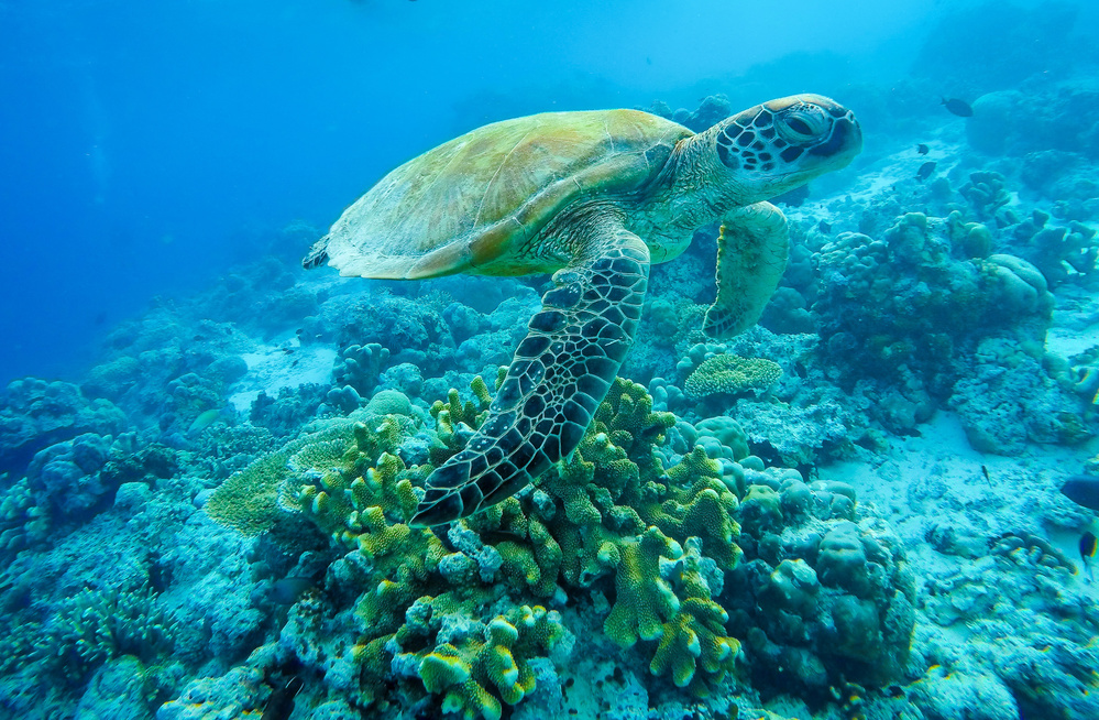 Sea turtle at Sipadan von Yumian Deng