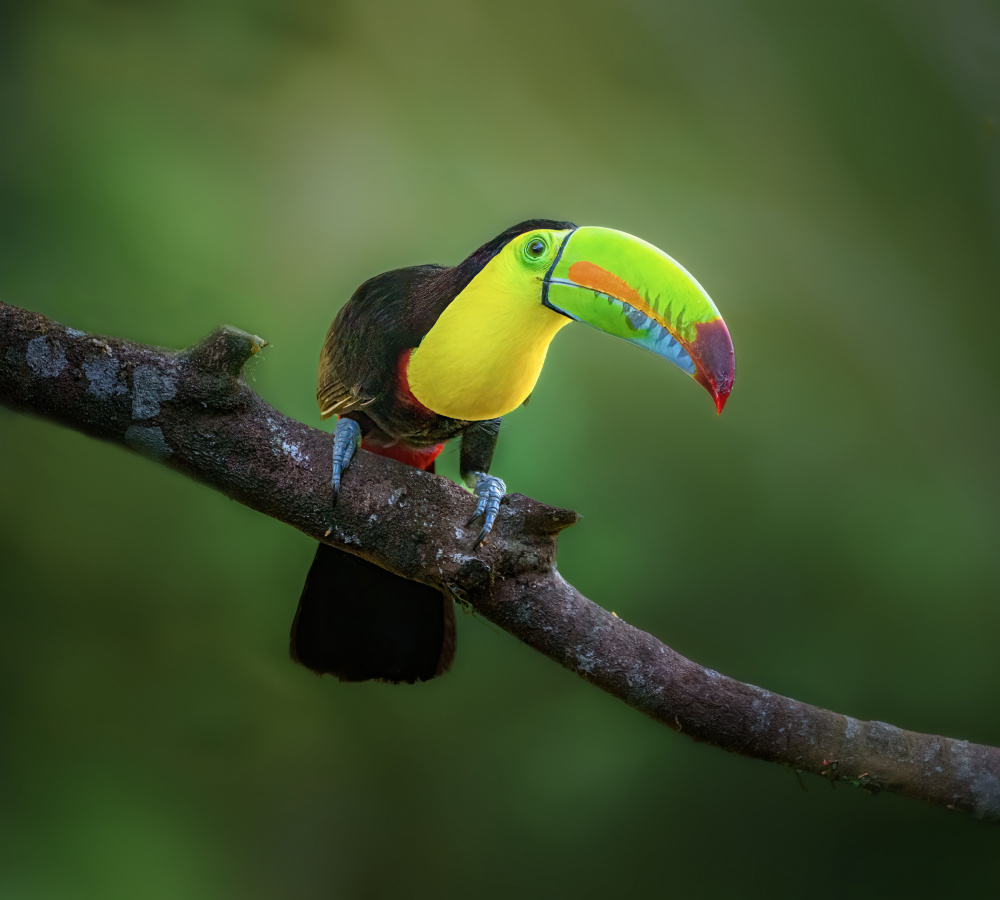 Curious Toucan von Yun Gong