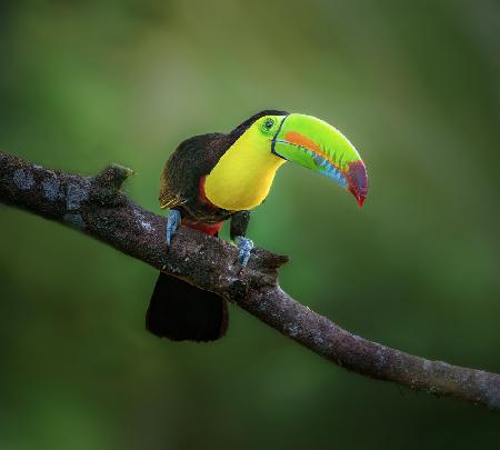 Curious Toucan