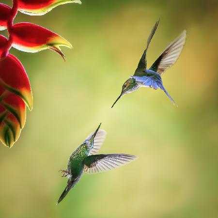 Pas de deux