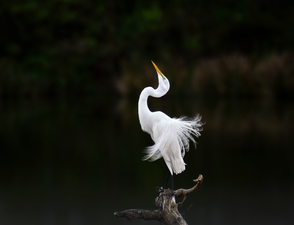 Egret in posing von Yun Gong