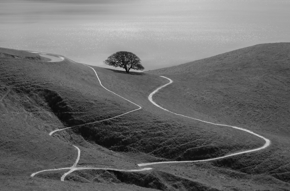 Lonely Tree von Yun Mao